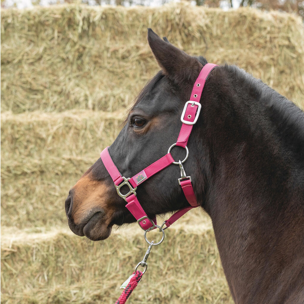 Licol rembourré pour cheval USG Everyday 2/2
