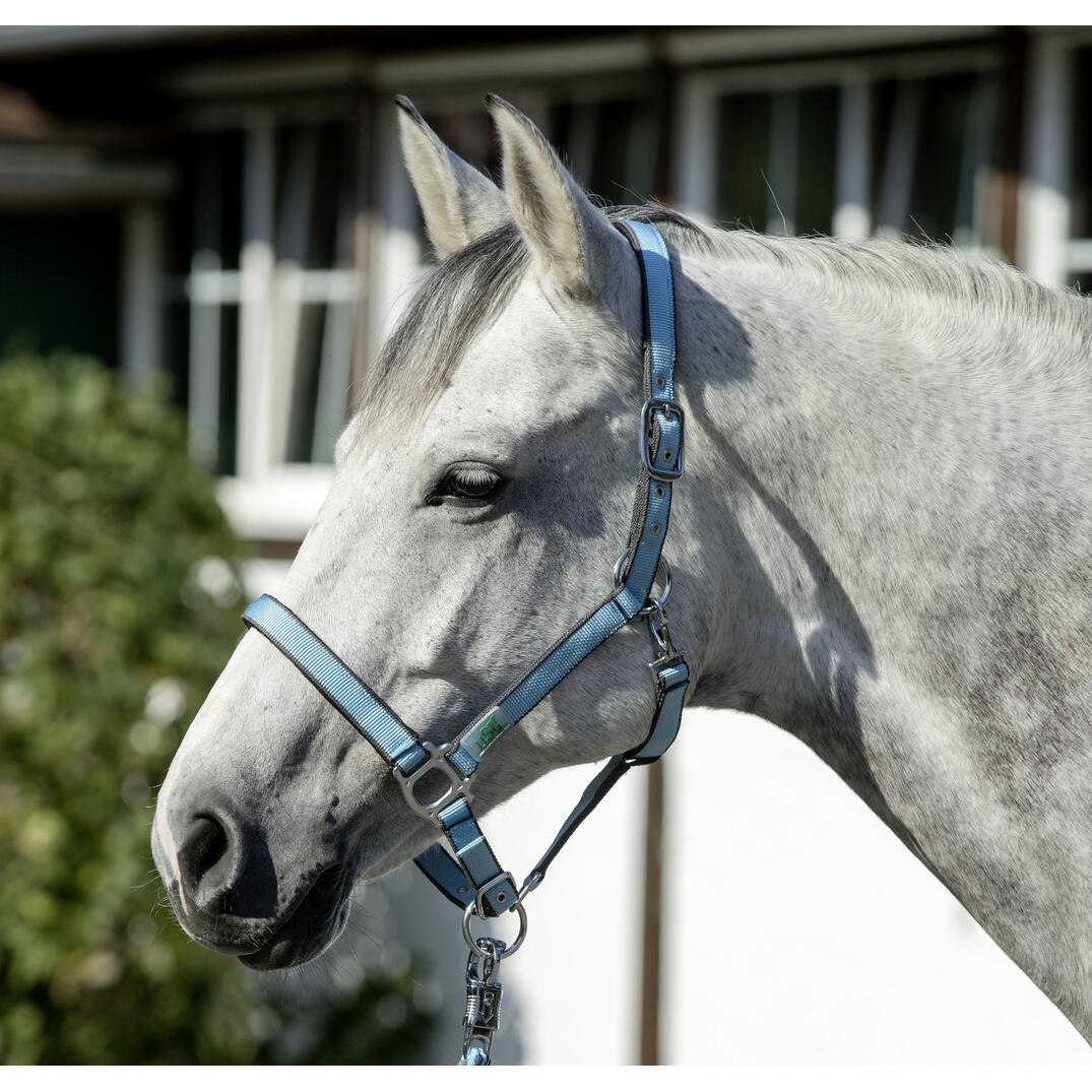 Licol rembourré pour cheval USG Everyday 2/4