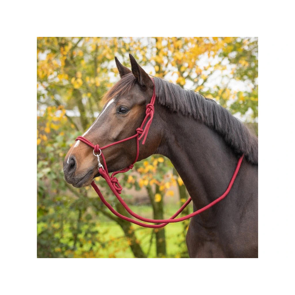 Licol en corde avec rênes pour cheval QHP 2/3