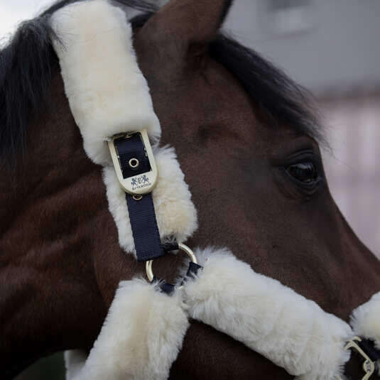 Licol pour cheval avec peau de mouton B Vertigo Tremblant 5/5