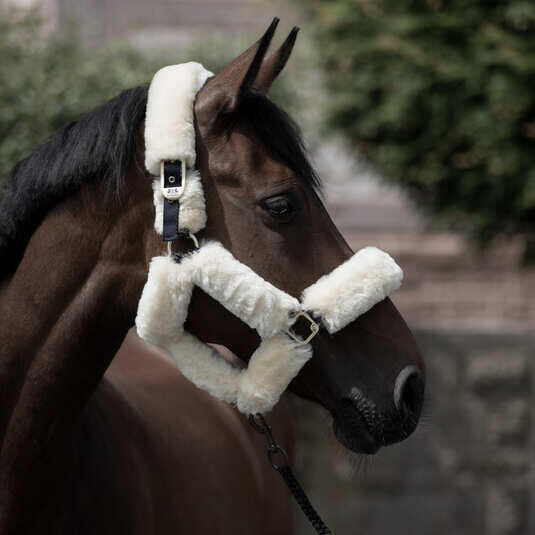 Licol pour cheval avec peau de mouton B Vertigo Tremblant 4/5