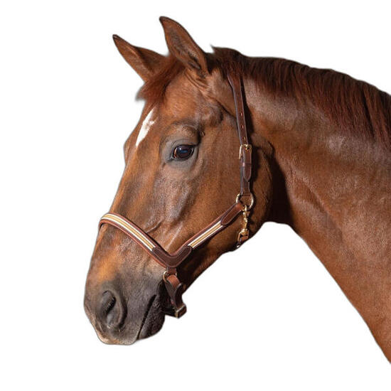 Licol pour cheval en cuir Harry's Horse Flash