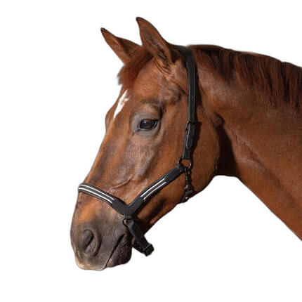 Licol pour cheval en cuir Harry's Horse Flash