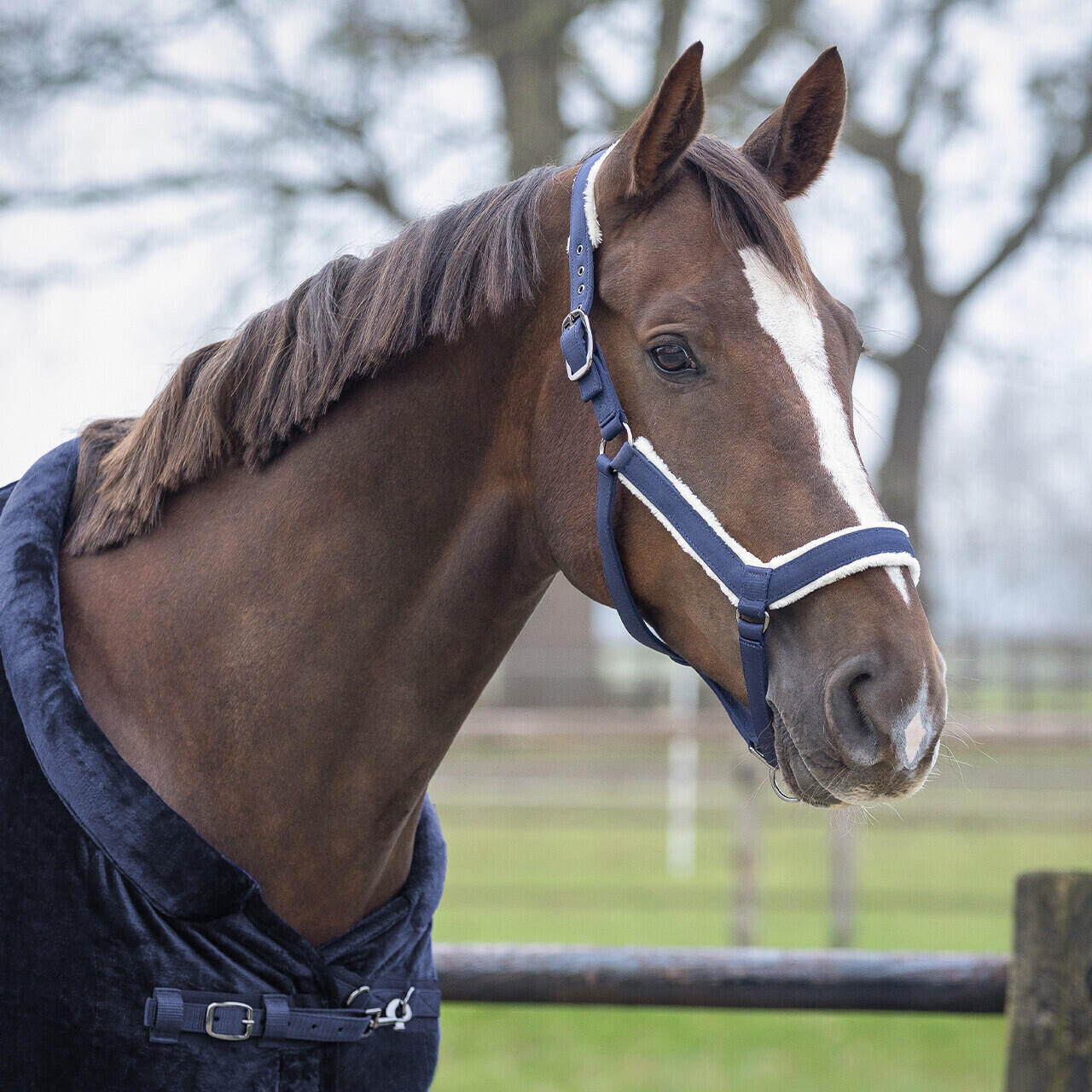 Ensemble licol et longe pour cheval QHP Sensisoft 3/3