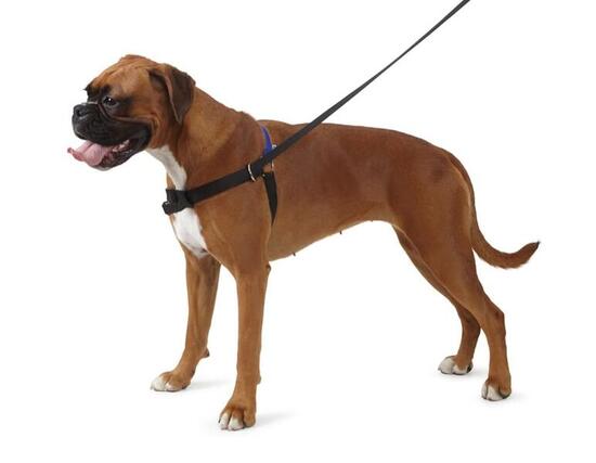 Harnais ANCOL pour la marche au pied LARGE