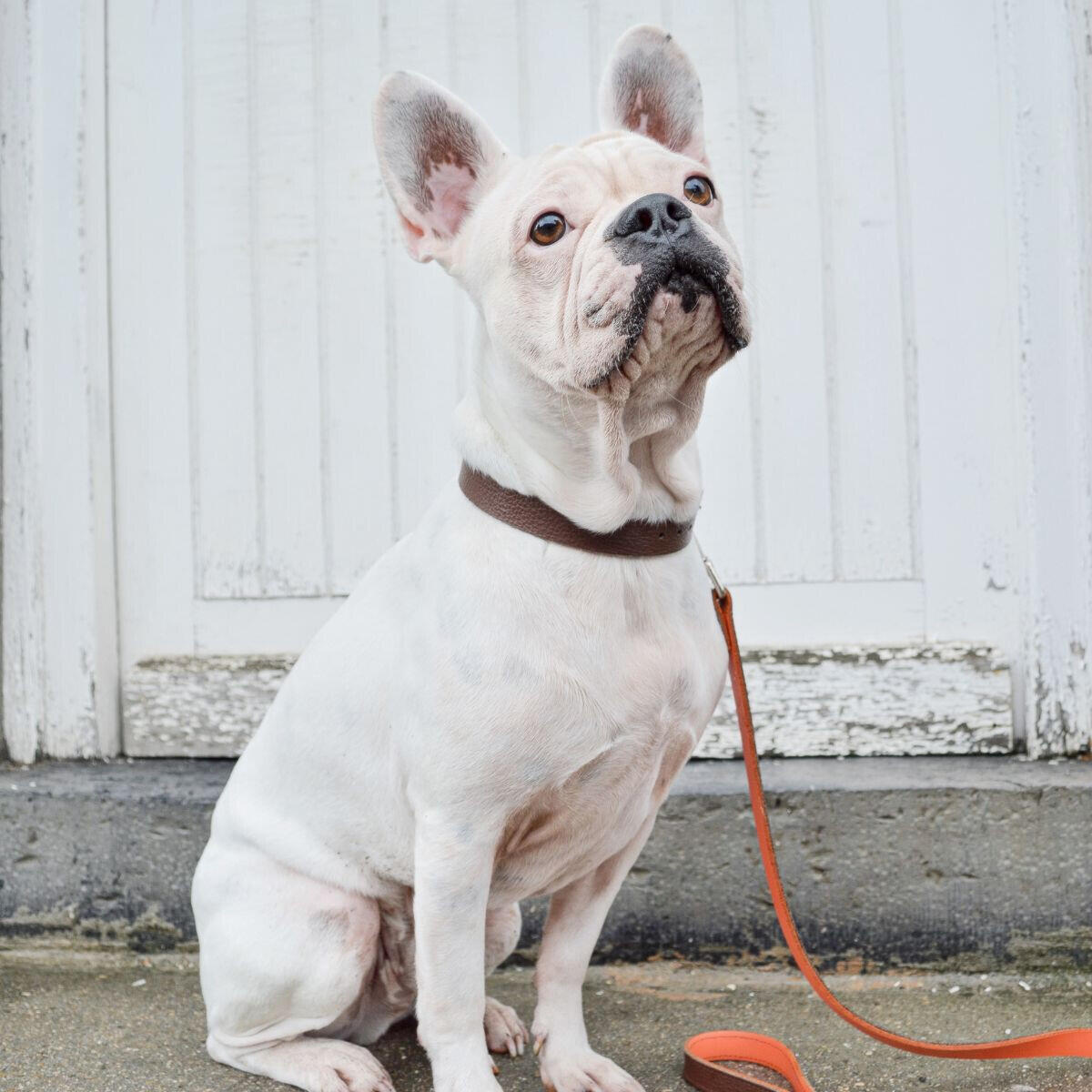 Collare per cani Martin Sellier Allure 2/3