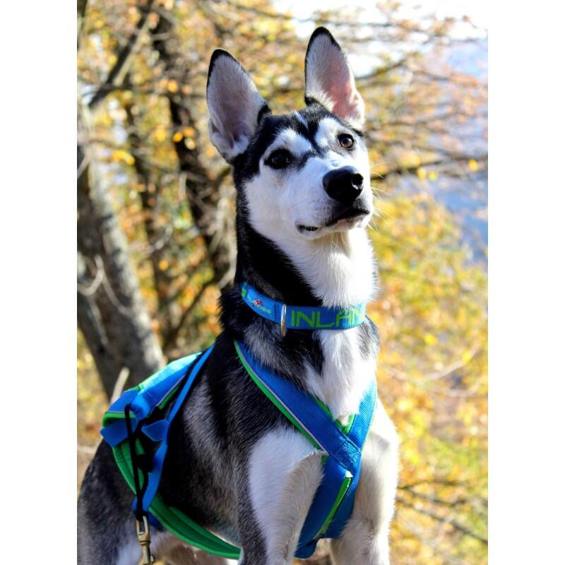 Collar para perro Névé - Inlandsis 3/5