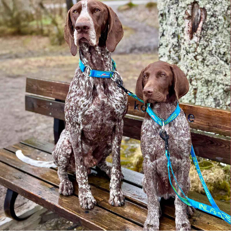 Collar para perro Névé - Inlandsis 4/5