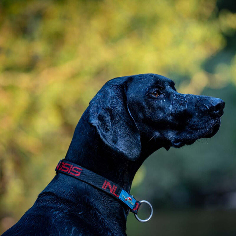 Inlandsis - Collier Semi-étrangleur Pour Chien Névé Sc – Inlandsis - Collier - Noir|rouge - Taille Unique - Decathlon