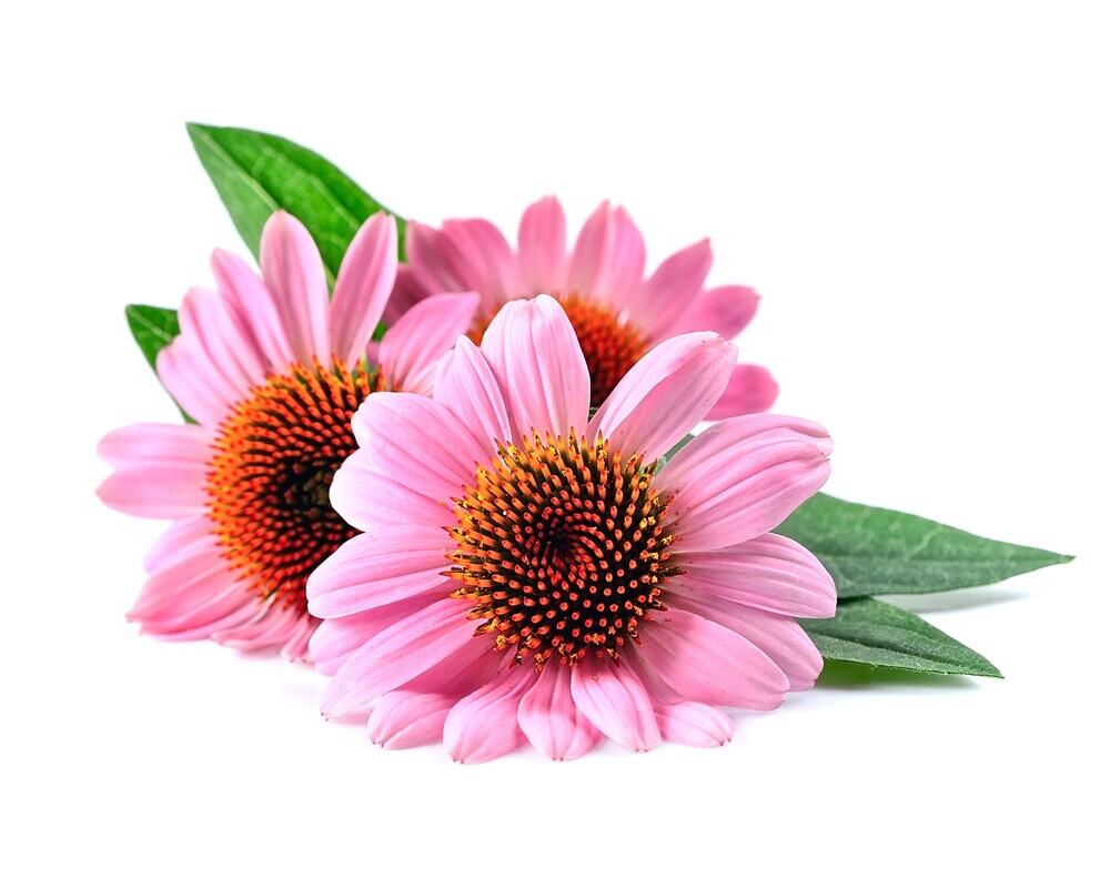 Jeżówka - Echinacea EQUIHERBS 3/3