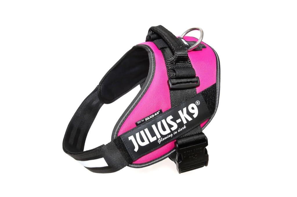 JULIUS-K9 picture