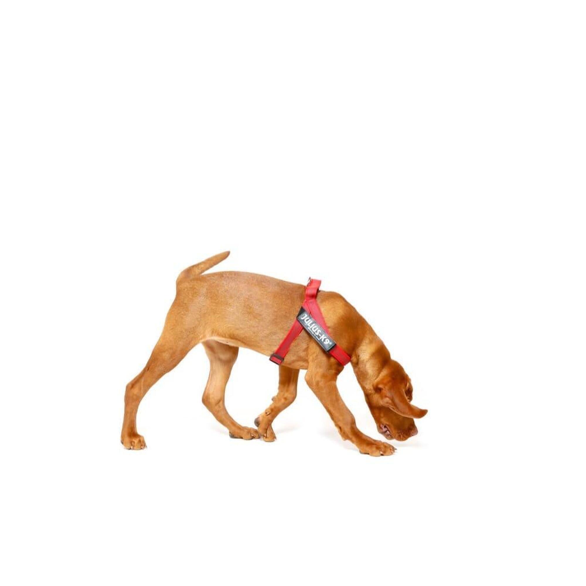 Julius-k9 - Harnais Idc®color&gray® Belt Color & Gray Xsmall - Mini-mini Rouge - Harnais Pour Chien - Rouge - 36 Xs - Decathlon