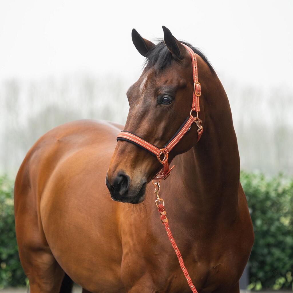 Halter and lead rope set for horse HORKA Deluxe