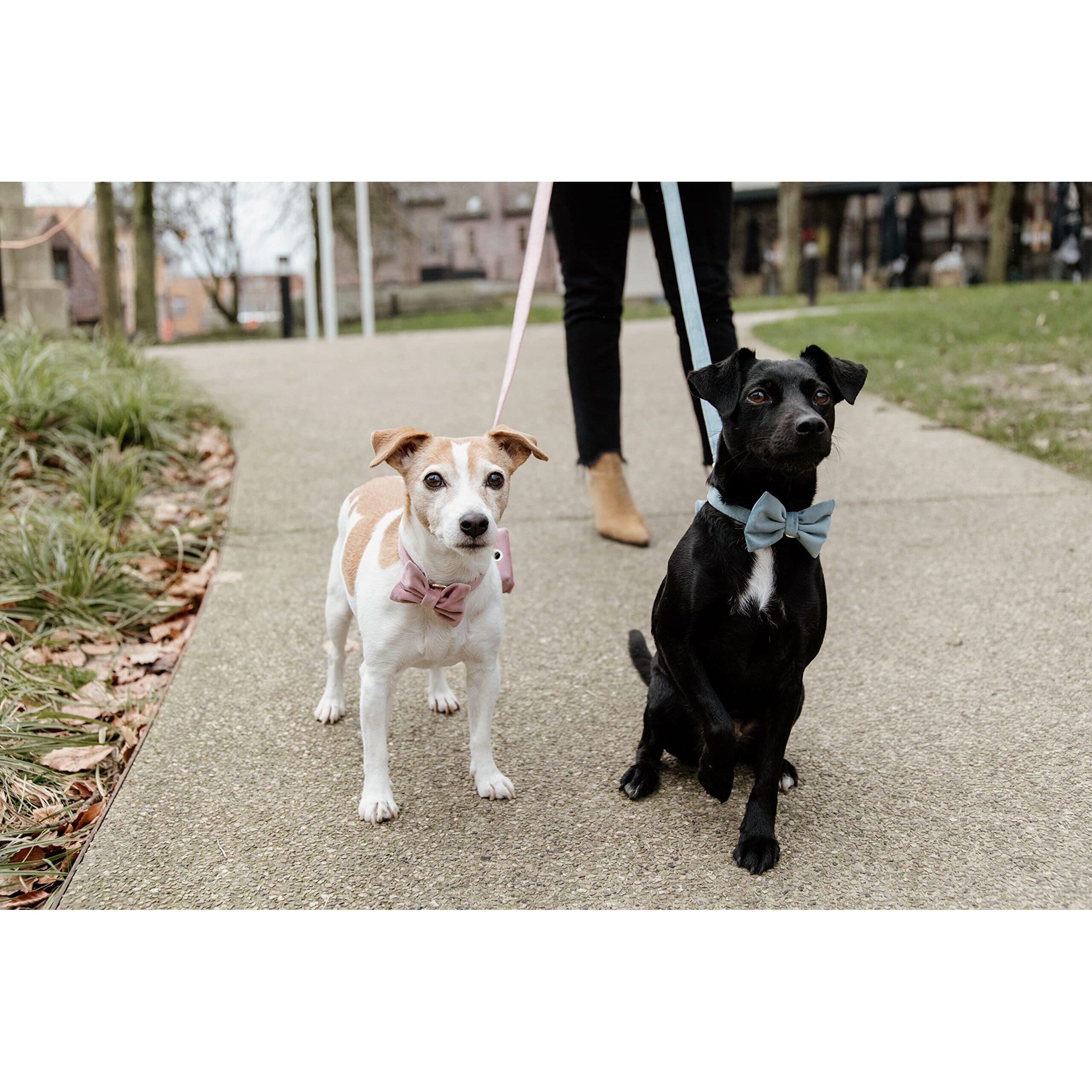 Dog leash Kentucky Velvet 200 cm 3/3