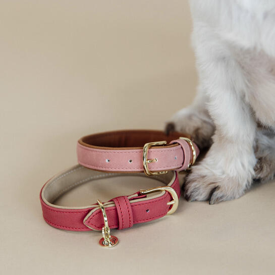 Collier pour chien Vegan Leather - Kentucky 2/4