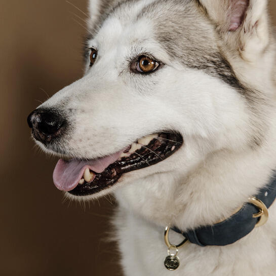 Collare per cani in cuoio vegano Kentucky 6/7