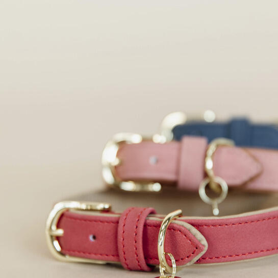 Collier pour chien Vegan Leather - Kentucky 4/4