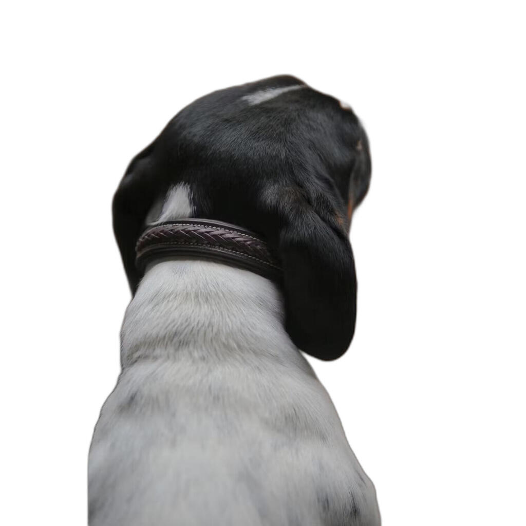 Braided dog collar Dy'on