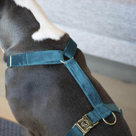 Imbracatura per cani Kentucky Loop Velvet 2/3