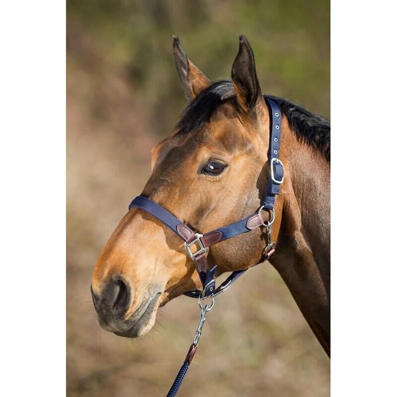 Halter for horse with reins in nylon HFI Neoprene Smart