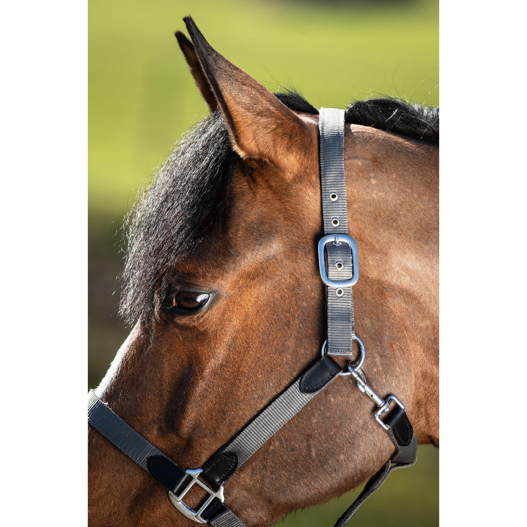 Halfter HFI Neoprene Smart 4/5