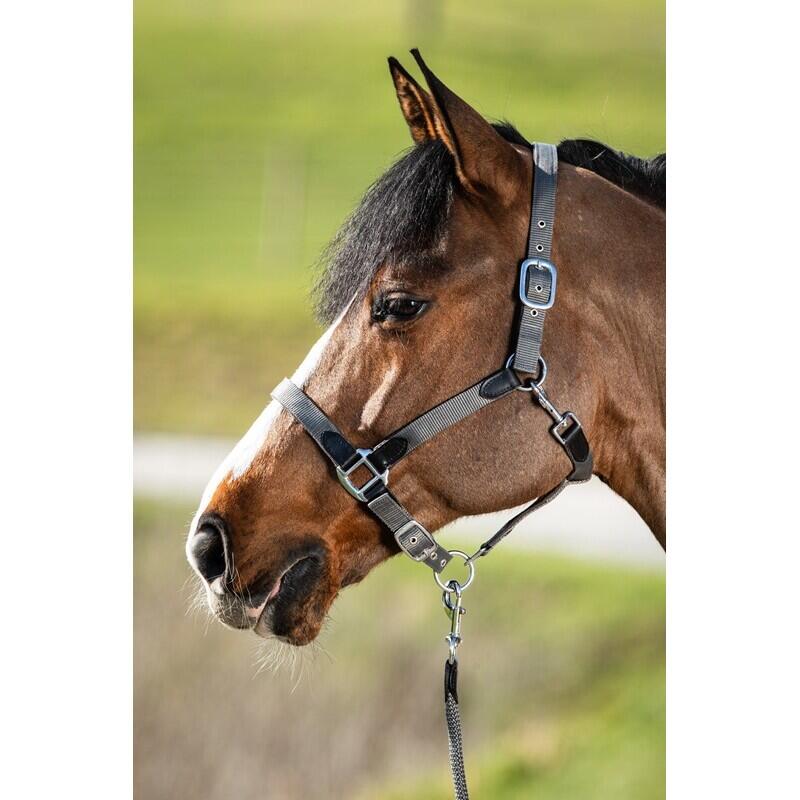 Halter for horse with reins in nylon HFI Neoprene Smart