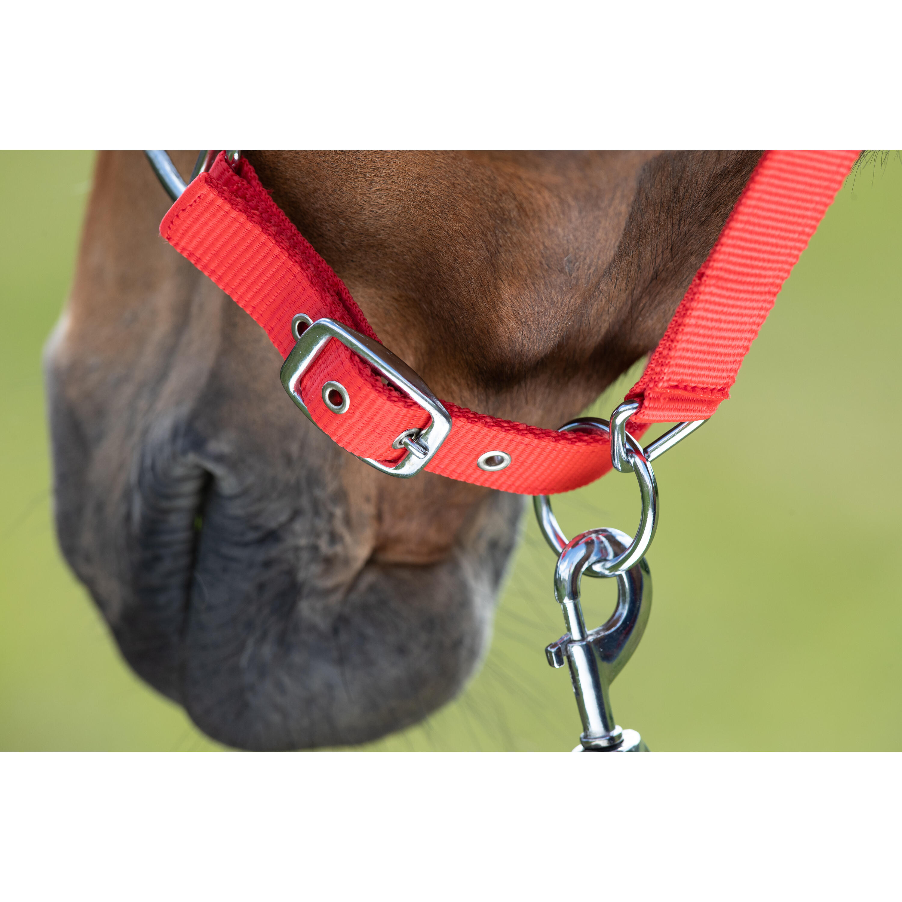 Halster voor paarden HFI First 2/2