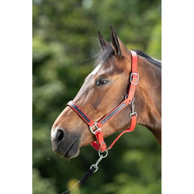 Halter for horse HFI First