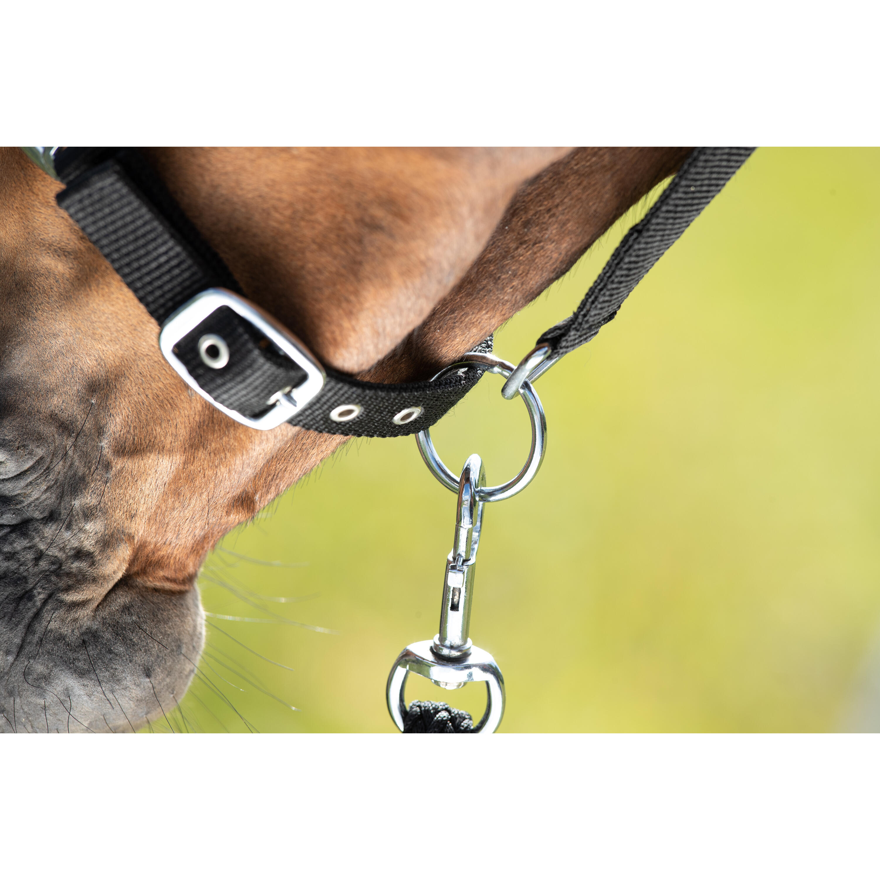 Halster voor paarden HFI First 2/2