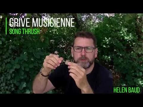 Appeau grive musicienne tourdre 3/3
