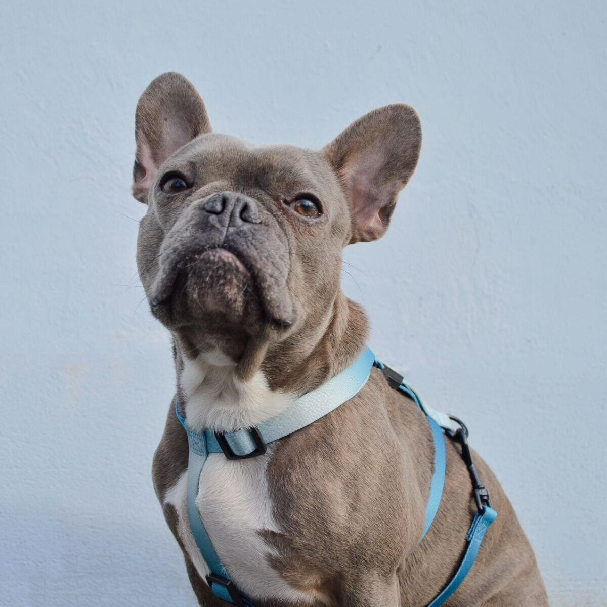 Harnais pour chien nylon Martin Sellier M 3/3