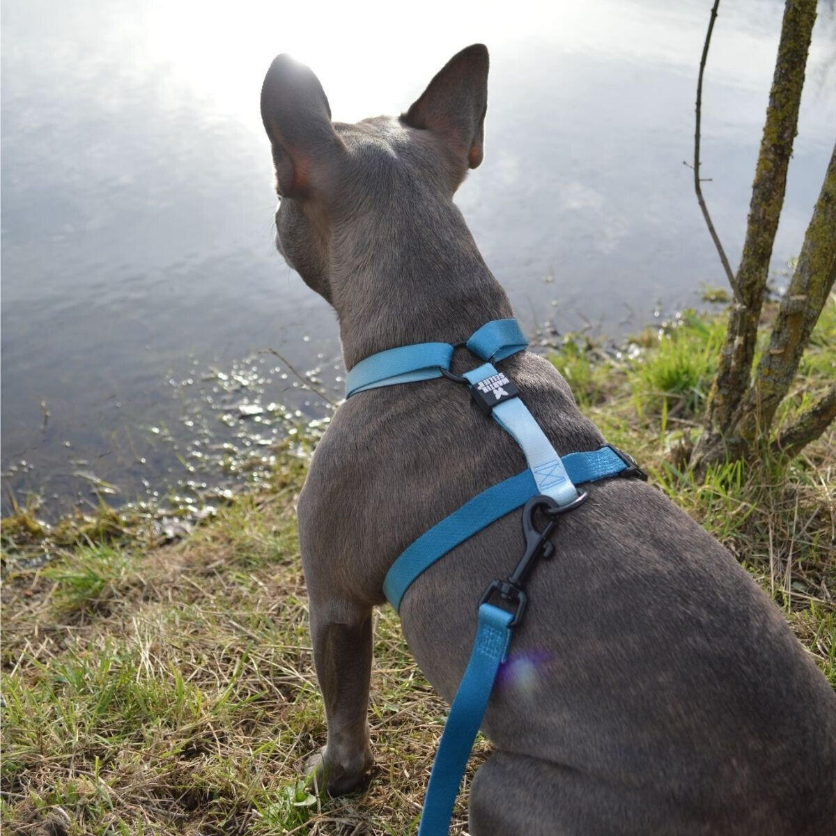 Harnais pour chien nylon Martin Sellier M 2/3