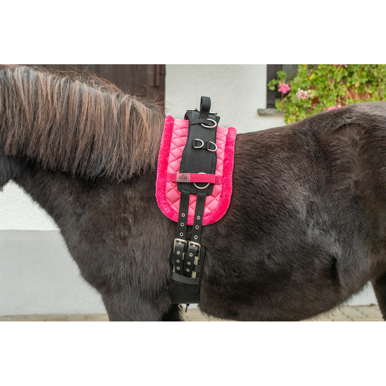 Mini-settembre cavallo surfaix USG 2/2