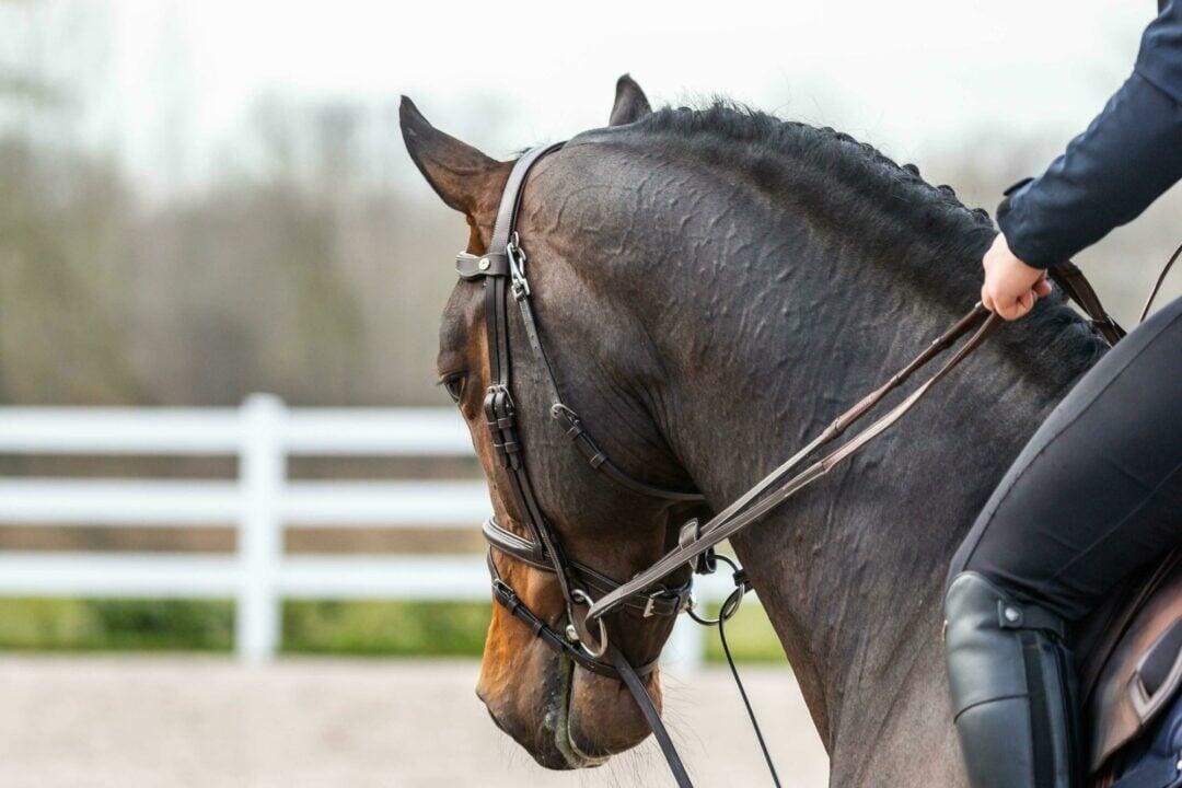 1/2 redini di cuoio per cavalli Dy'on Hunter 2/2