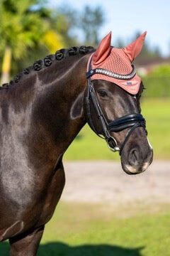 EQUESTRIAN STOCKHOLM picture