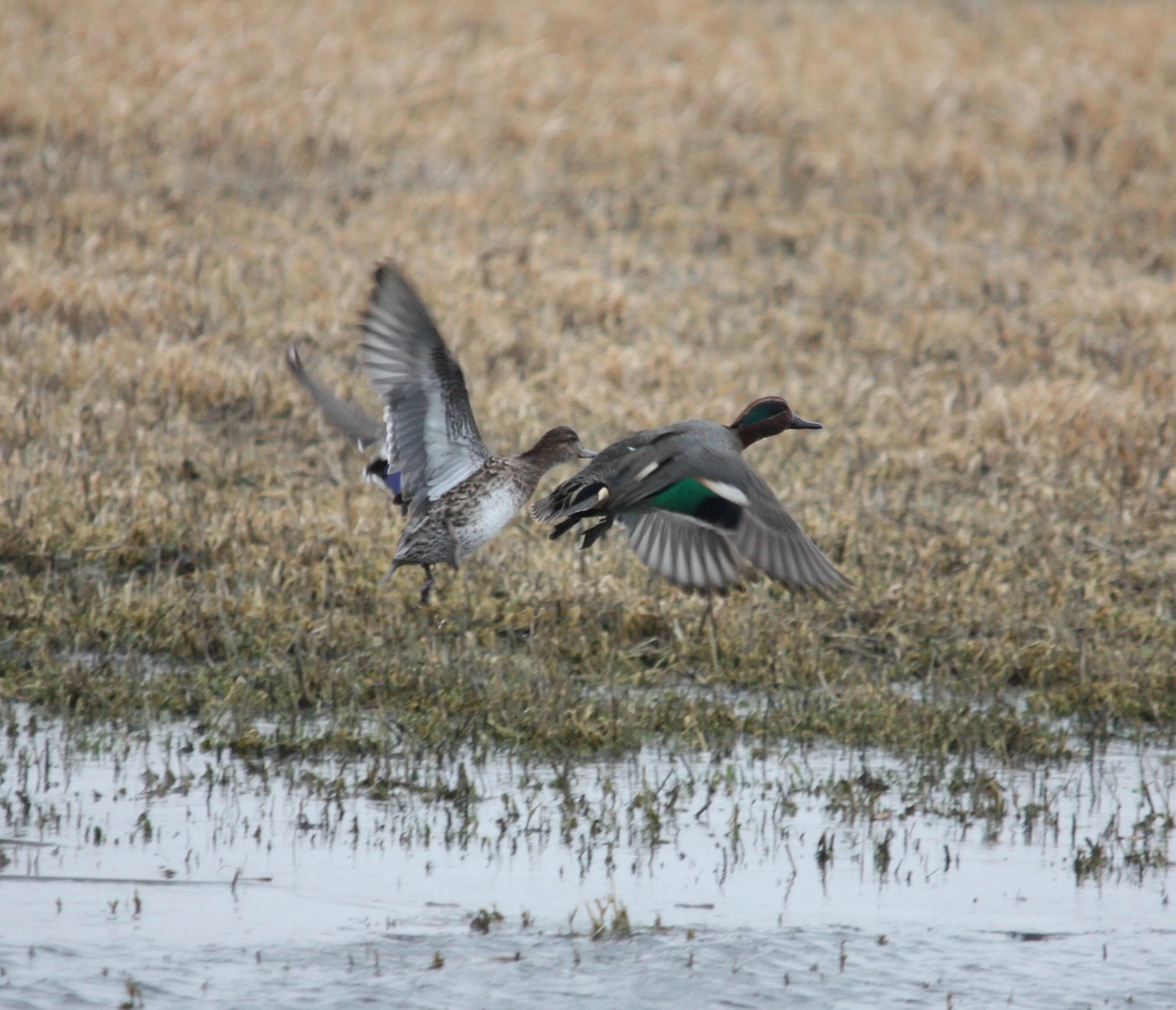 Appeau Primos Sarcelle Femelle Bluewing Teal Duck 2/2