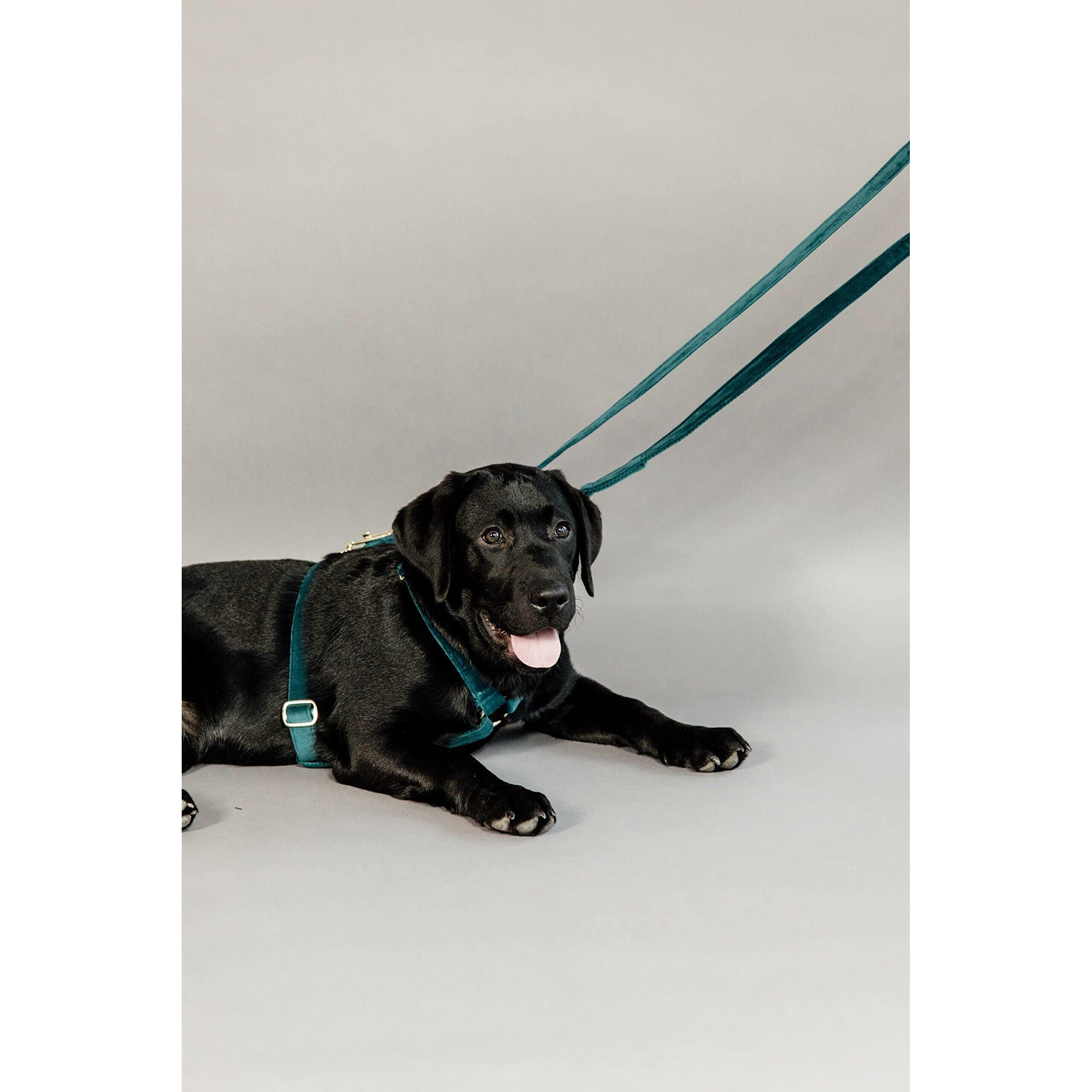 Dog leash Kentucky Velvet 200 cm 2/7