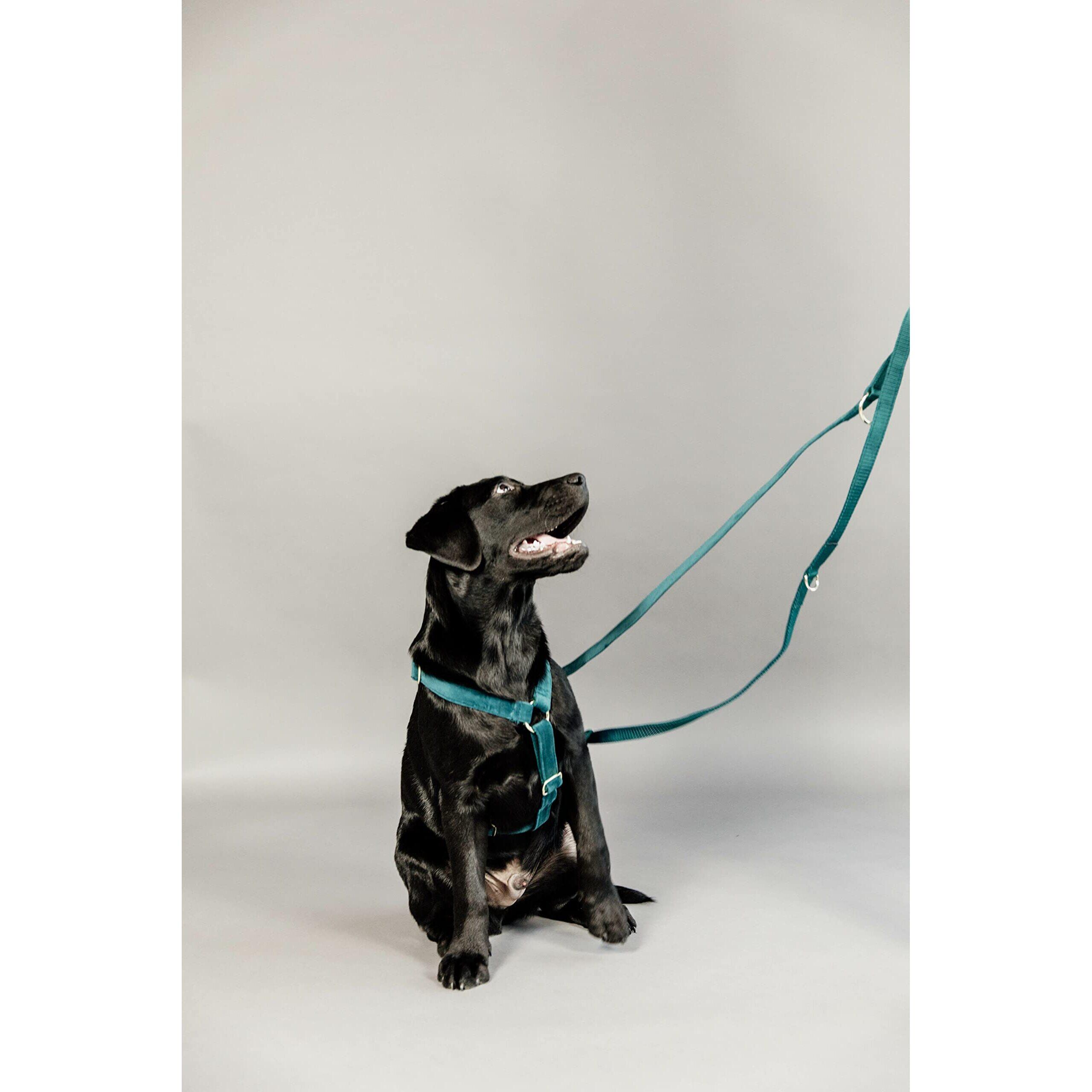Dog leash Kentucky Velvet 200 cm 4/7