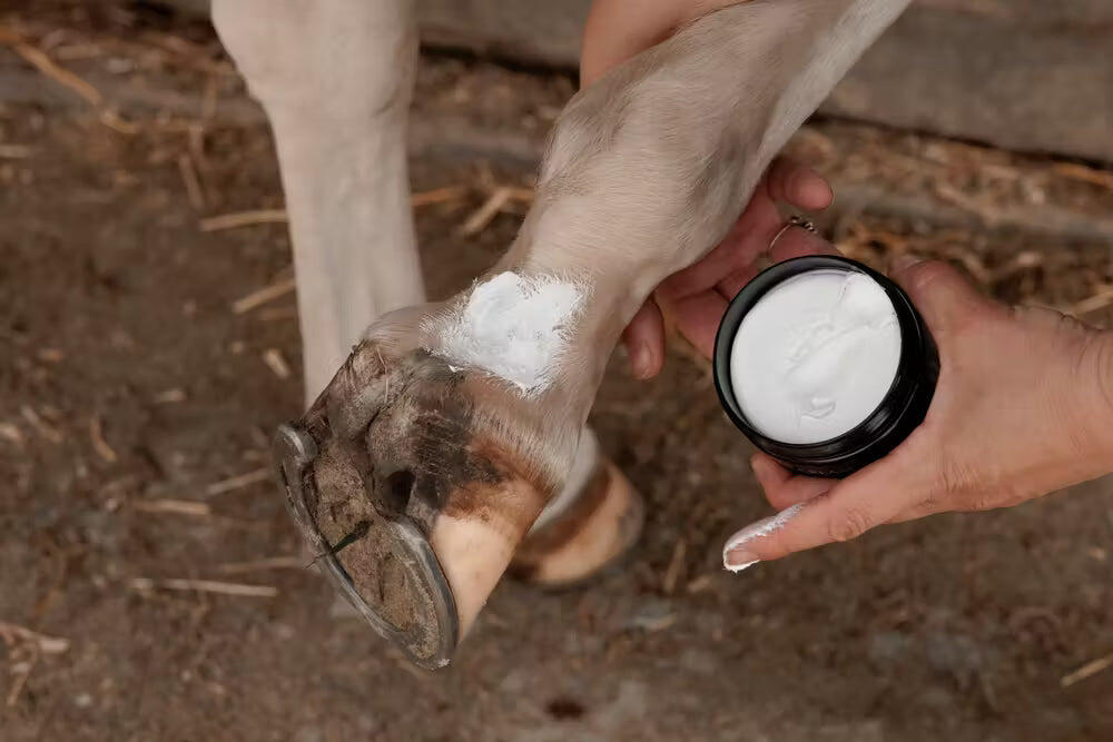 Mud fever cream for horses Grooming Deluxe 3/4