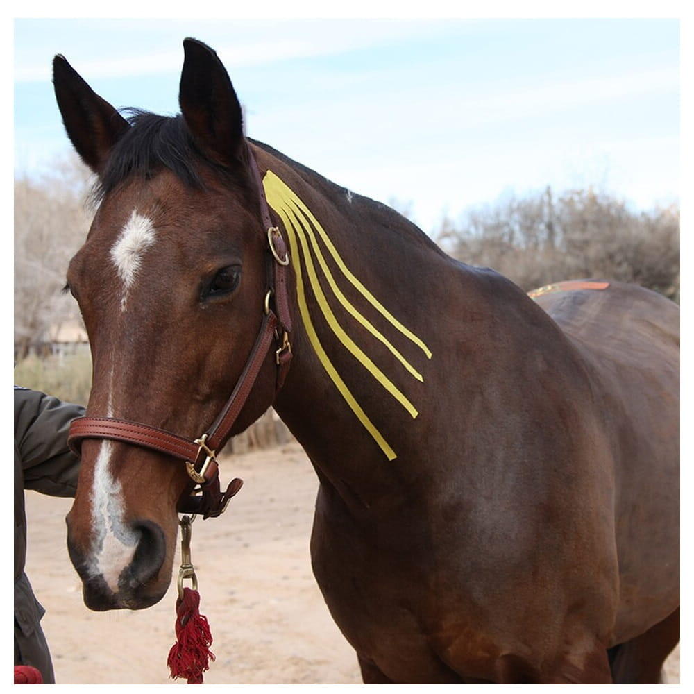 Taśma kinezjologiczna dla koni Kinesio Equine 4/5