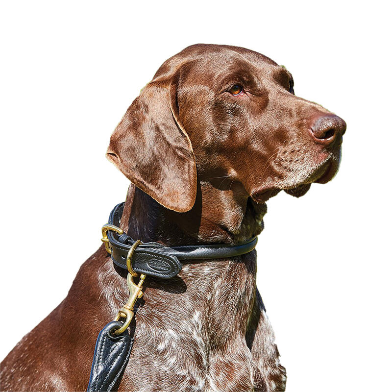 Roll Leder Hundehalsband Damen und Herren Schwarz