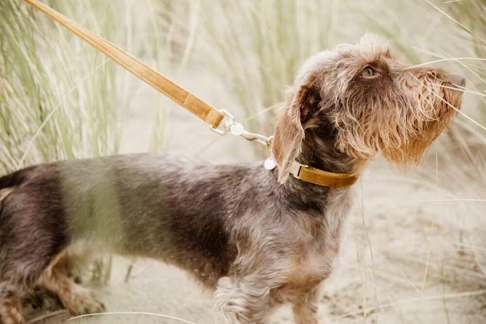 Dog leash Kentucky Velvet 7/7