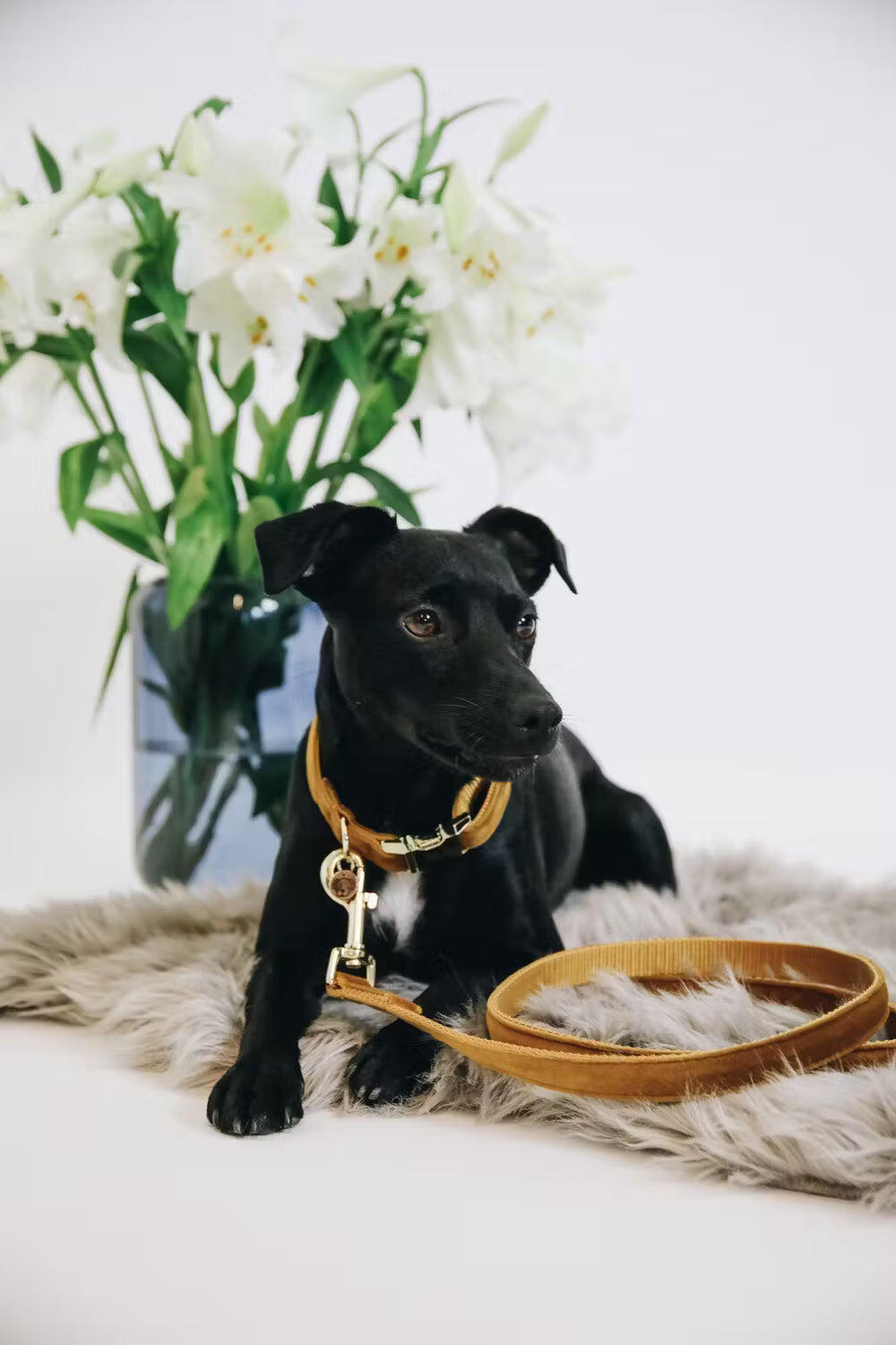 Dog leash Kentucky Velvet 120 cm 4/7