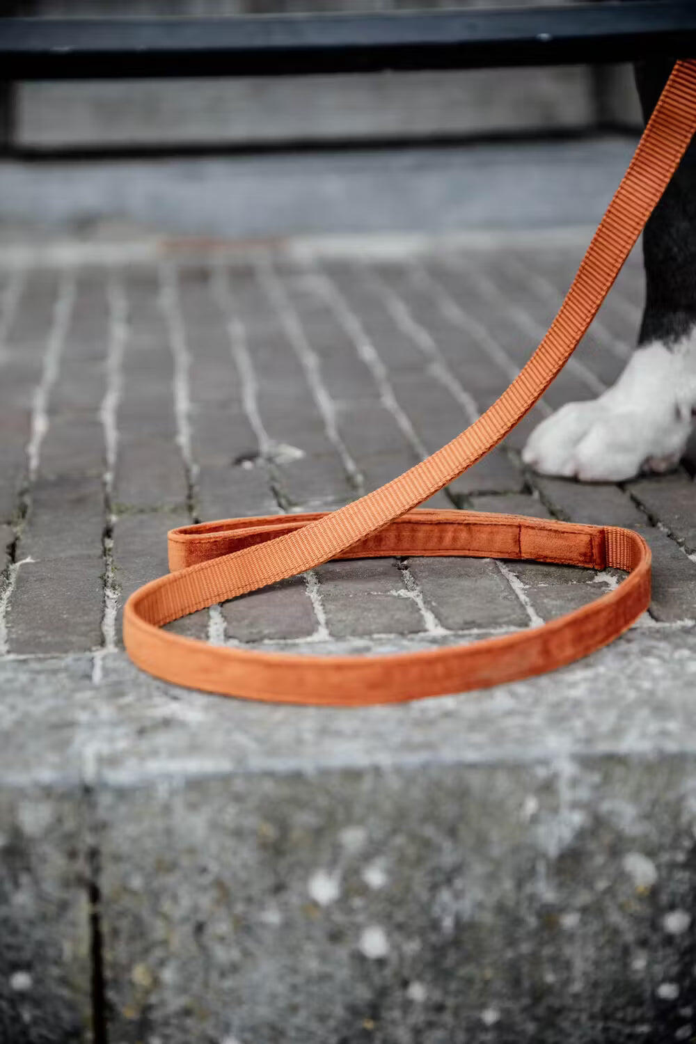 Dog leash Kentucky Velvet 120 cm 5/7