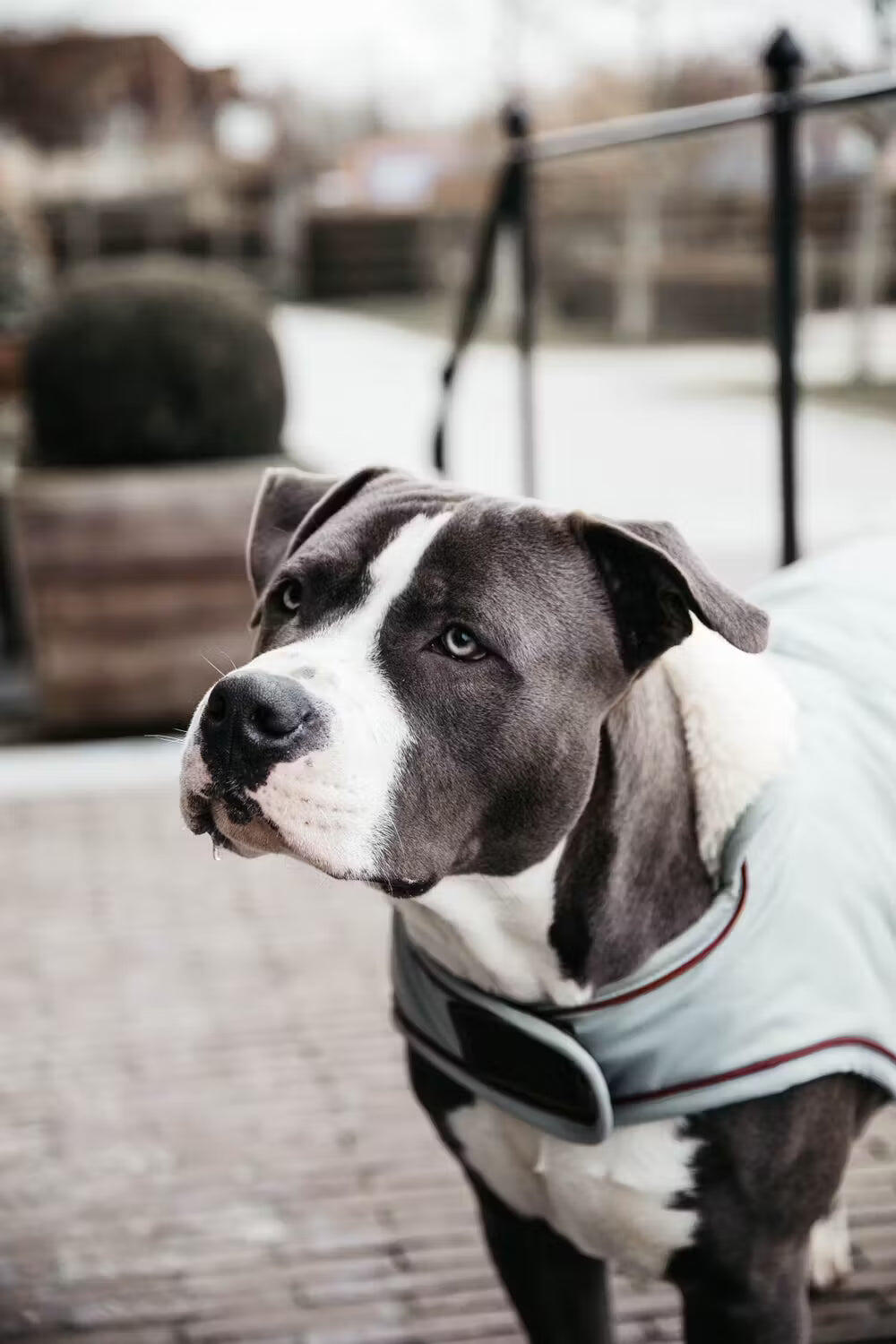 Wasserdichter Hundemantel Kentucky 160g 7/7