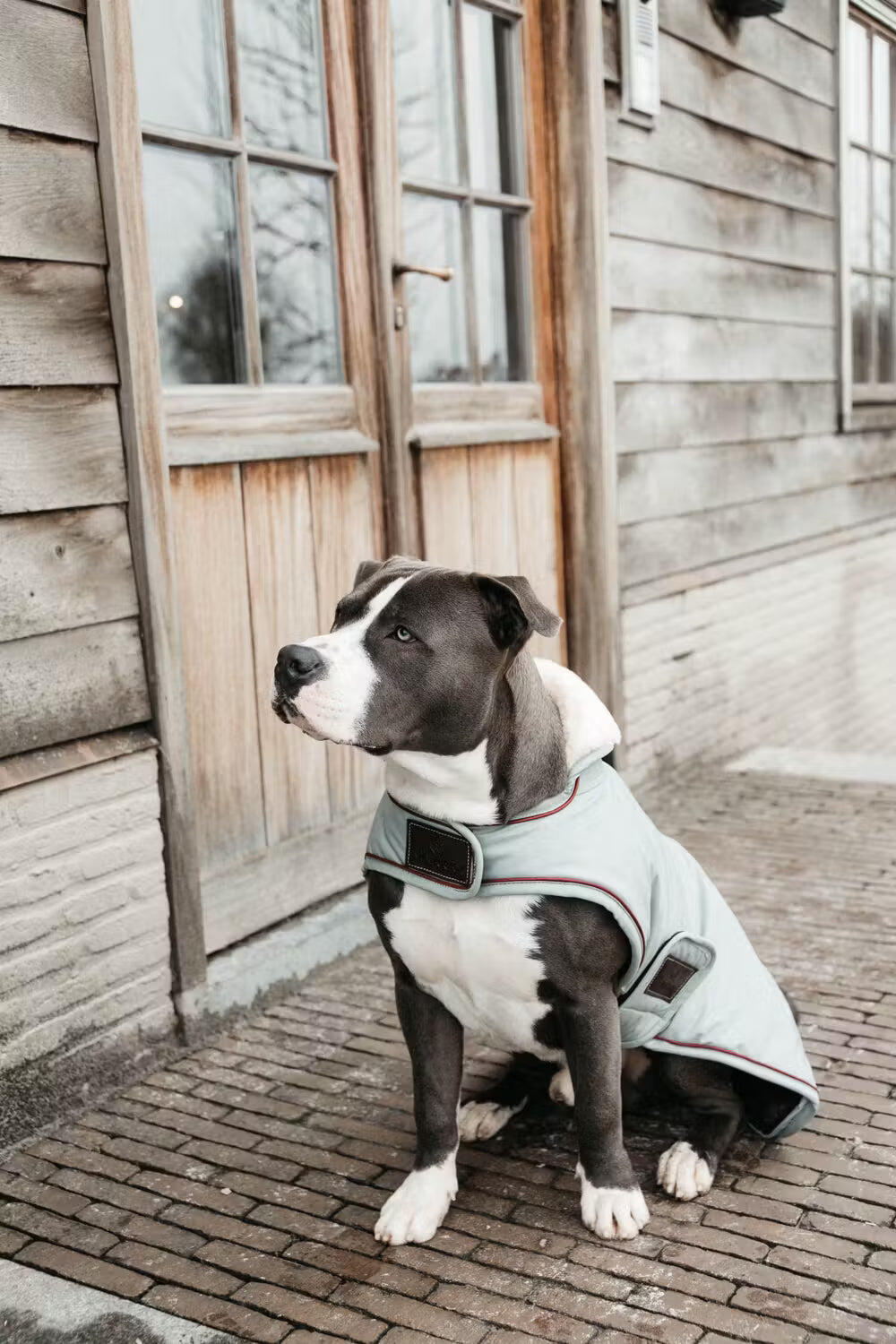 Wasserdichter Hundemantel Kentucky 160g 6/7
