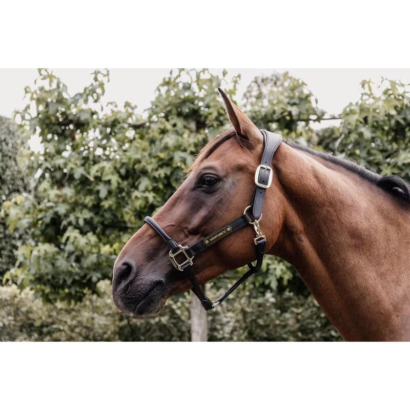 Kentucky Anatomische Leder Halster Zwart -