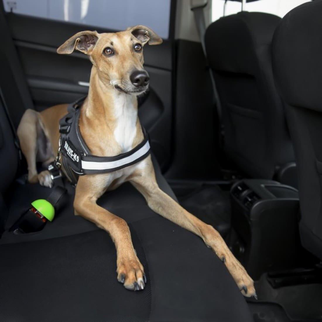 JULIUS-K9 picture