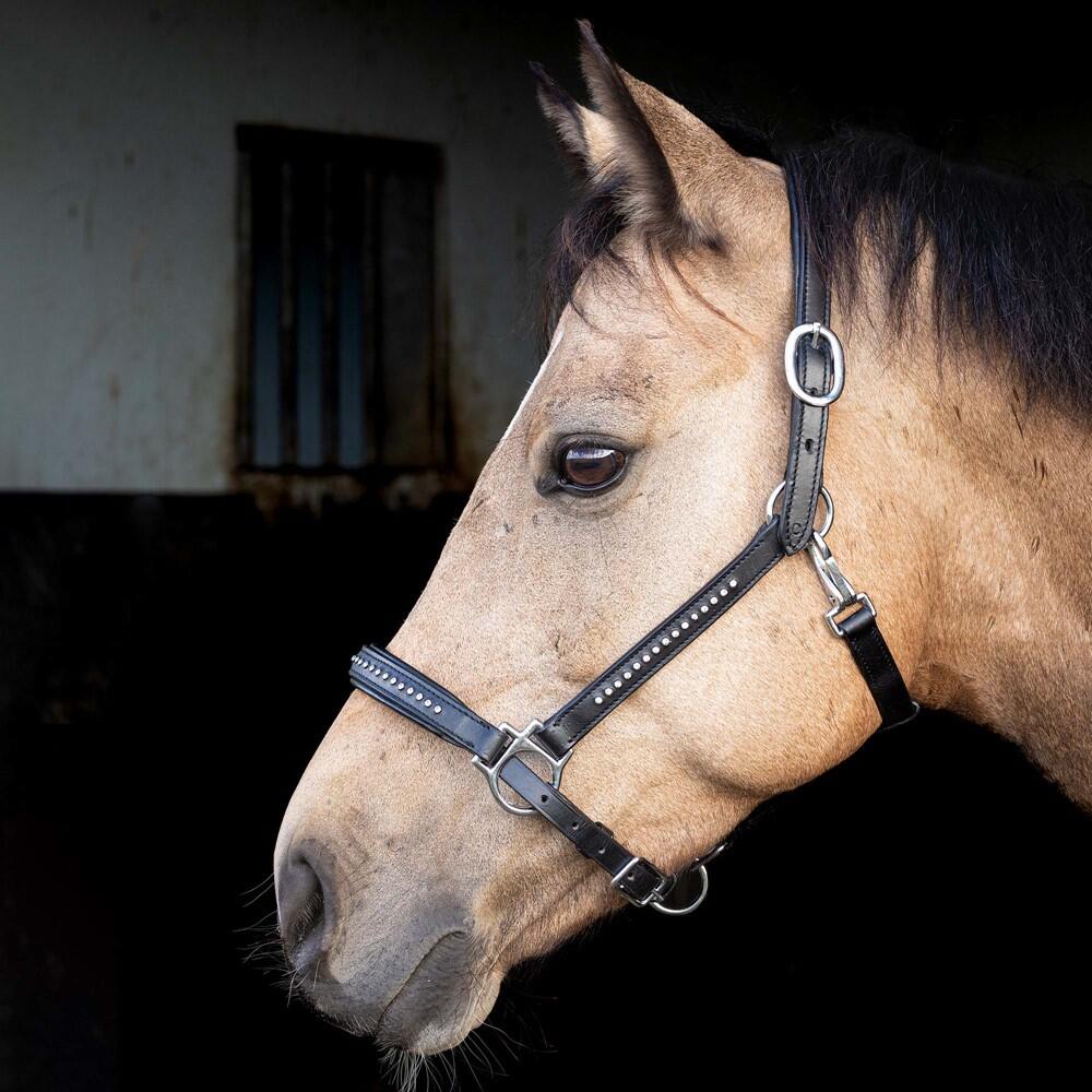Harrys Horse Lederhalfter mit Glitzer Strass-Steinen 2/4