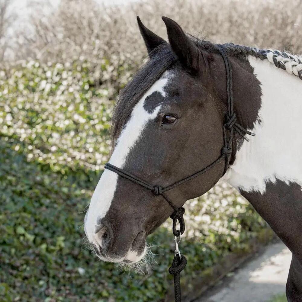 HARRYS HORSE picture